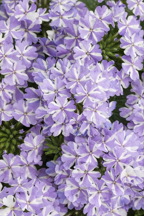 Lavender White Verbena Flower Seeds for Planting – Heirloom, Non-GMO, High Germination, Drought Tolerant Blooms