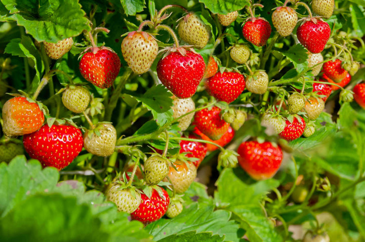Strawberry Fruit Seeds – Heirloom, Non-GMO Seeds for Sweet Organic Berry Garden Planting