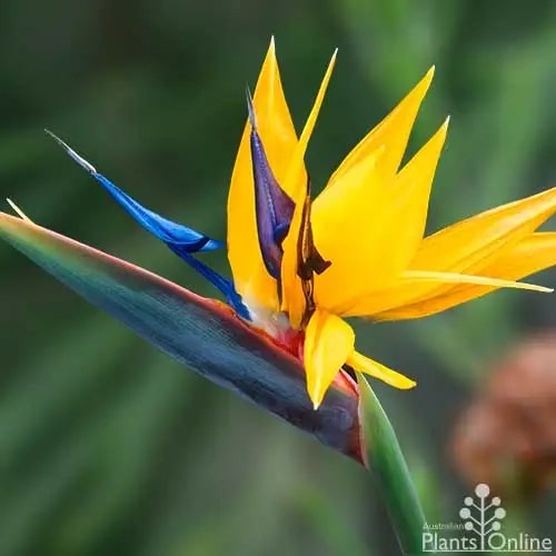 Yellow Strelitzia Reginae Flower Seeds for Planting – Bright Blooms, Heirloom & Non-GMO Home Garden