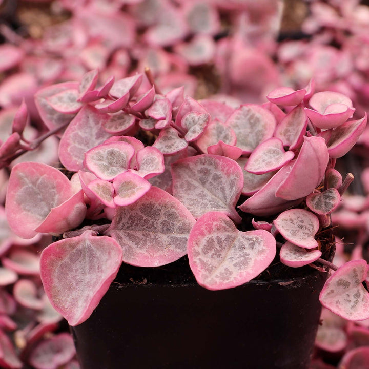 Ceropegia String of Hearts Pretty Pink Flower Seeds for Planting – Heirloom Non-GMO, High Germination Organic Seeds