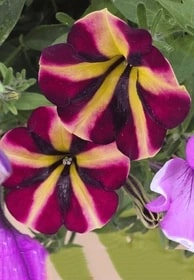 Purple Yellow Petunia Flower Seeds for Planting - Heirloom, Non-GMO, Easy to Grow Organic Garden Seeds