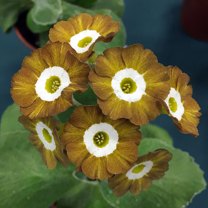 Yellow Brown Primula Flower Seeds for Planting – Heirloom, Non-GMO, High Germination Garden Seeds