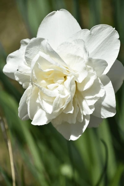 White Double Petals Daffodil Seeds for Planting – Heirloom, Non-GMO, High Germination Organic Garden Seeds