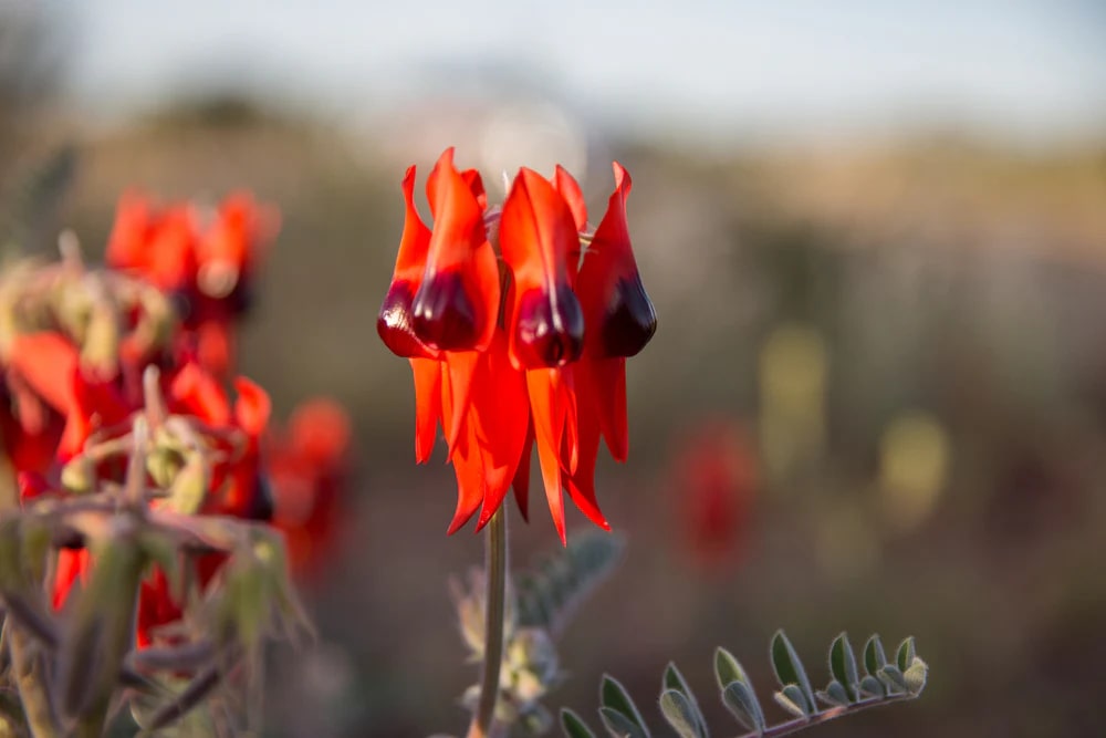 Sturt's Flower Seeds for Planting – Heirloom Non-GMO Seeds for Planting with High Germination