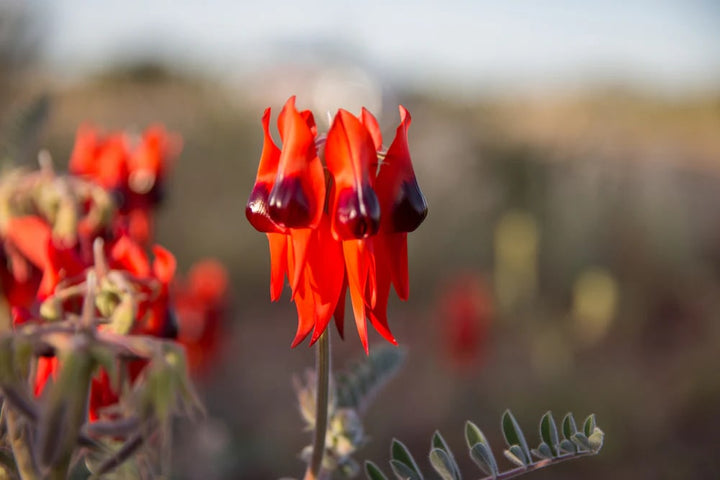 Sturt's Flower Seeds for Planting – Heirloom Non-GMO Seeds for Planting with High Germination