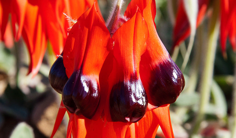 Sturt's Desert Pea Flower Seeds for Planting – Heirloom, Non-GMO, High Germination Organic Garden Seeds