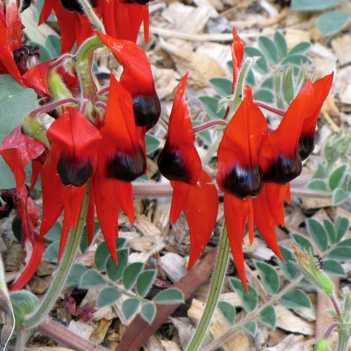 Sturt's Desert Pea Flower Seeds for Planting – Heirloom, Non-GMO, High Germination Organic Garden Seeds