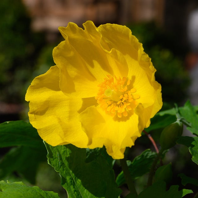 Flower Seeds, Seeds,Seeds For Planting,Plant Seeds