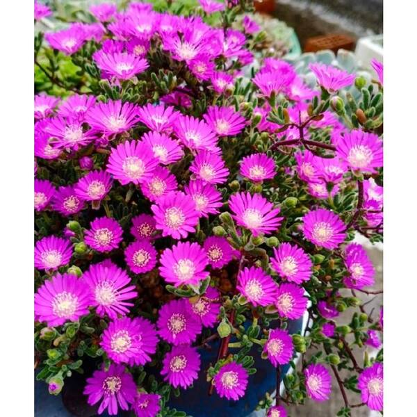 Pink Succulent Flower Seeds for Planting – Heirloom, Non-GMO, Shade-Tolerant Garden Seeds