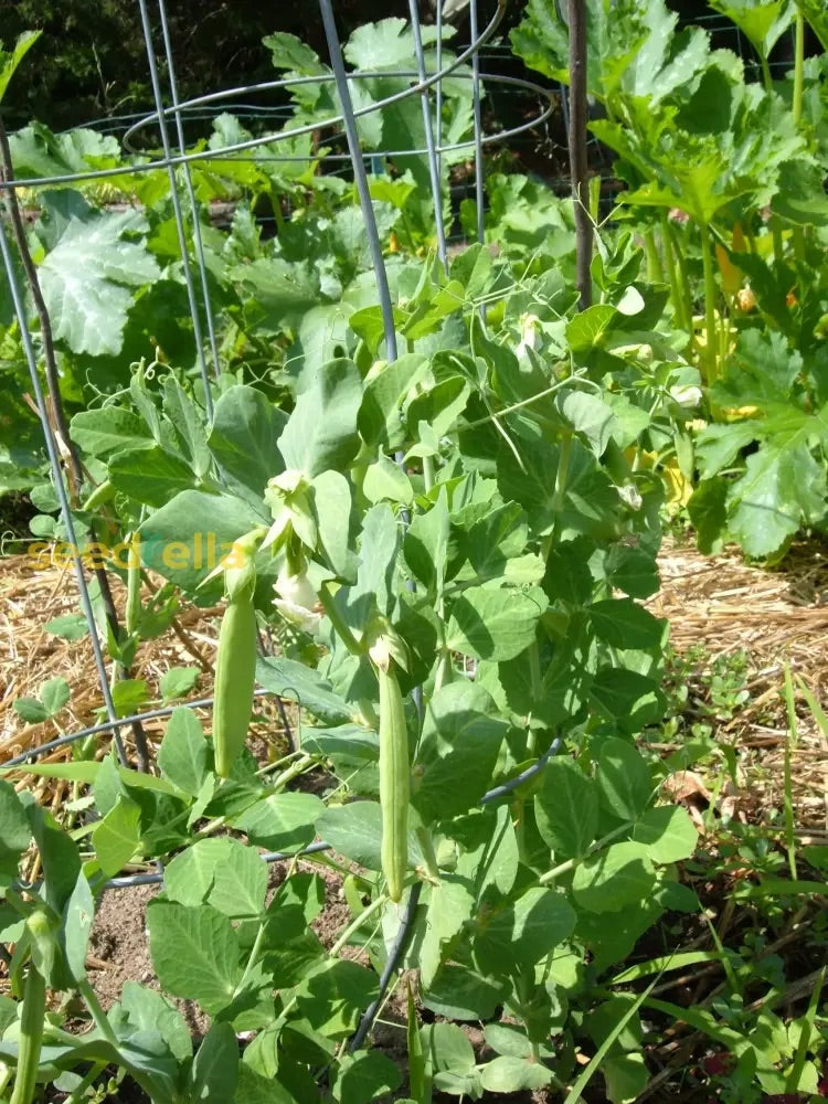 Sugar Ann Snap Pea Seeds – Heirloom Non-GMO Sweet Early Vegetable Seeds for Planting, Organic Garden Seeds