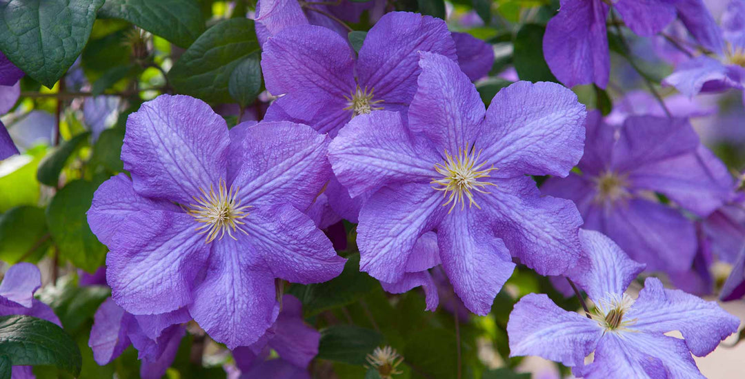 Violet Clematis Flower Seeds for Planting – Heirloom, Non-GMO, Sun Loving, High Germination Seeds