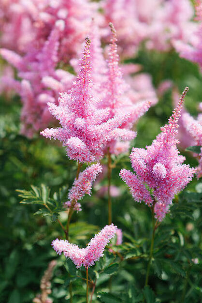 Pink Astilbe Flower Seeds for Planting – Heirloom Non-GMO, High Germination Organic Garden Seeds