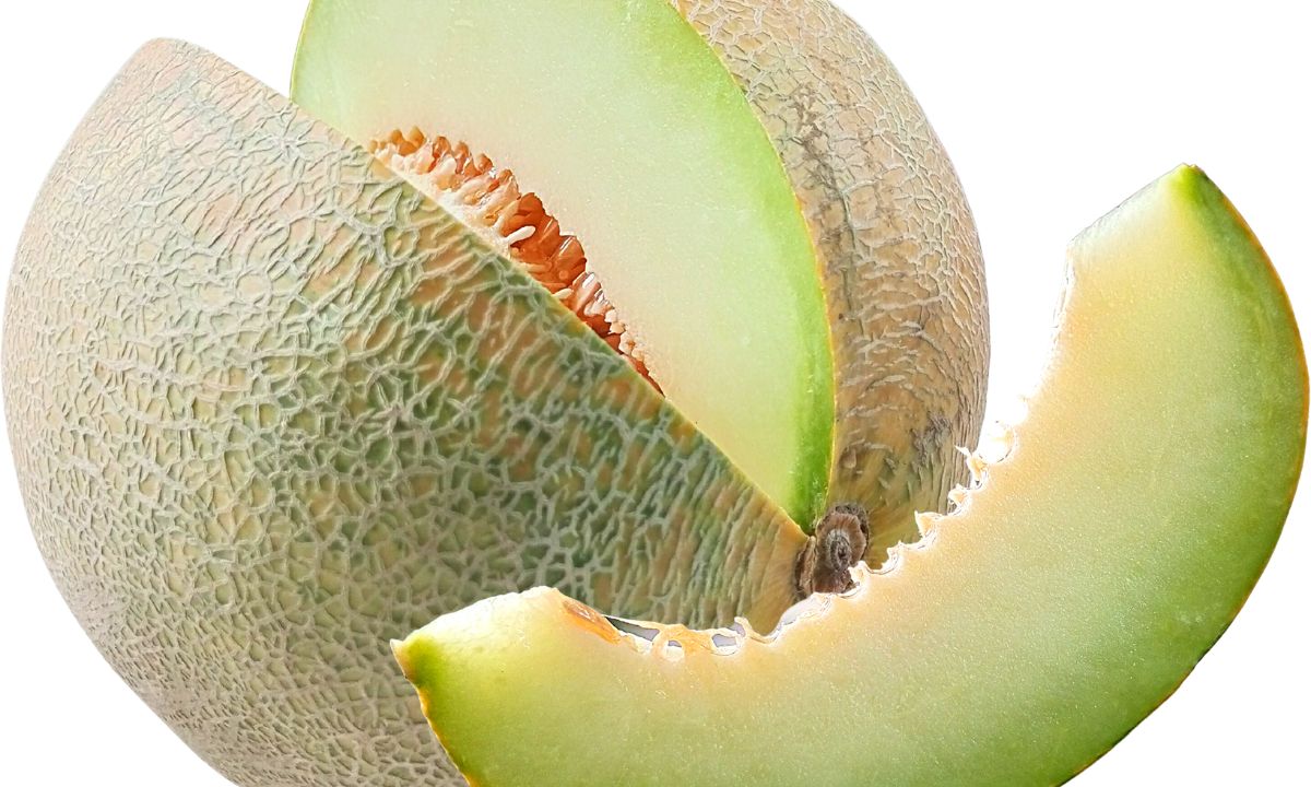Green Dew Melon Fruit Seeds for Planting – Heirloom, Non-GMO Refreshing Aromatic Garden Fruit Seeds