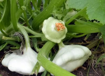 Scallop White Bush Squash Seeds for Planting – Heirloom, Non-GMO, Tender Summer Vegetable – High Germination