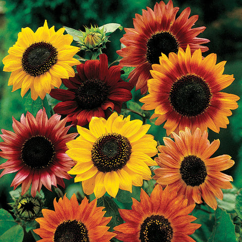 Flower Seeds, Seeds,Seeds For Planting,Plant Seeds