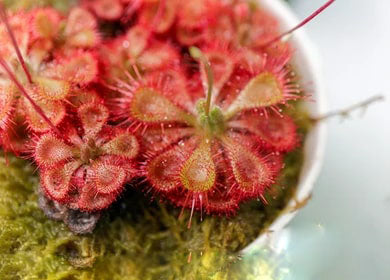 Red Drosera Flower Seeds for Planting – Compact Growth Heirloom Non-GMO, High Germination Organic Garden Seeds