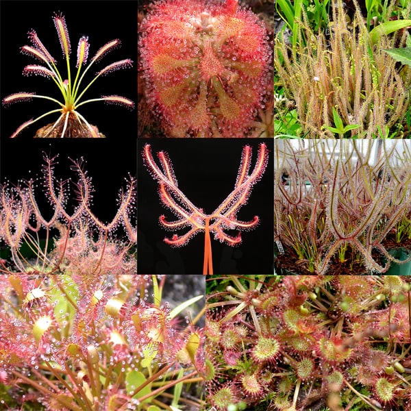Mixed Sundew Seeds for Planting – Heirloom, Non-GMO, Long Bloom Season, High Germination