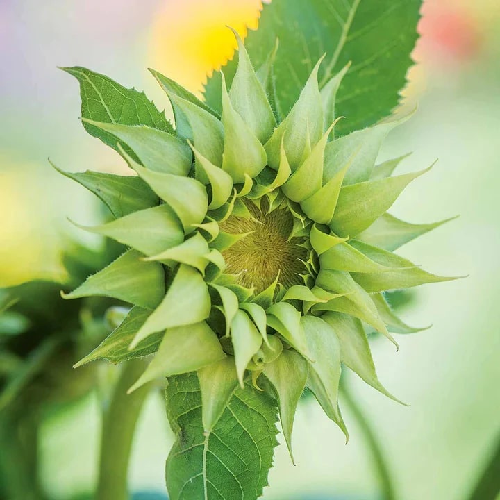 Sea Green Sunflower Perennial Flower Seeds for Planting – Heirloom, Non-GMO, High Germination Organic Garden Seeds