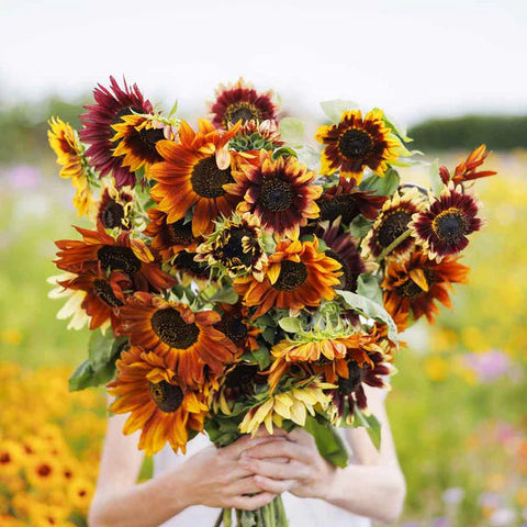 Flower Seeds, Seeds,Seeds For Planting,Plant Seeds