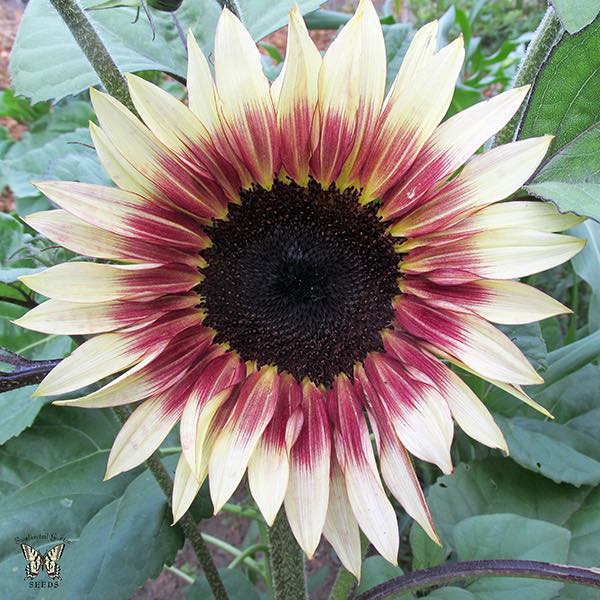 Cherry Rose SunFlower Seeds for Planting – Heirloom, Non-GMO, High Germination Organic Garden Seeds