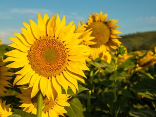 SunFlower Seeds for Planting – Easy to Grow, Heirloom, Non-GMO, High Germination