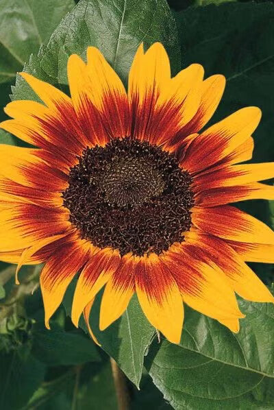 Yellow Red SunFlower Seeds for Planting – Heirloom Non-GMO, High Germination Organic Garden Seeds