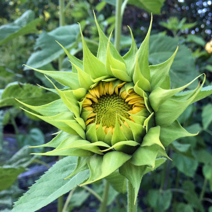 Green Sunflower Seeds for Planting – Heirloom Non-GMO, High Germination Organic Garden Seeds