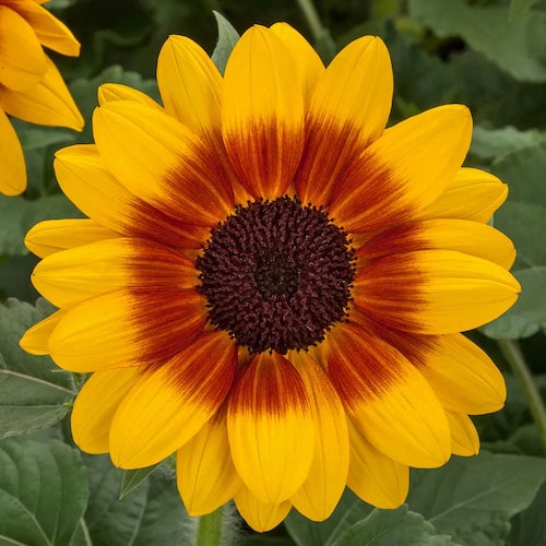 Sunflower Yellow Orange Flower Seeds for Planting – Wildflower Mix, Heirloom Non-GMO Organic Garden Seeds