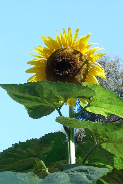Sunzilla SunFlower Seeds for Planting – Heirloom, Non-GMO, High Germination Garden Favorite