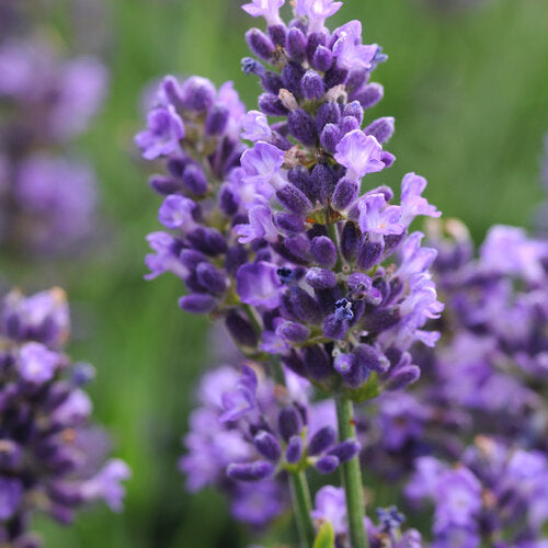 Light Lavender Succulent Flower Seeds for Planting – Heirloom, Non-GMO, Cut Flower Favorite, High Germination