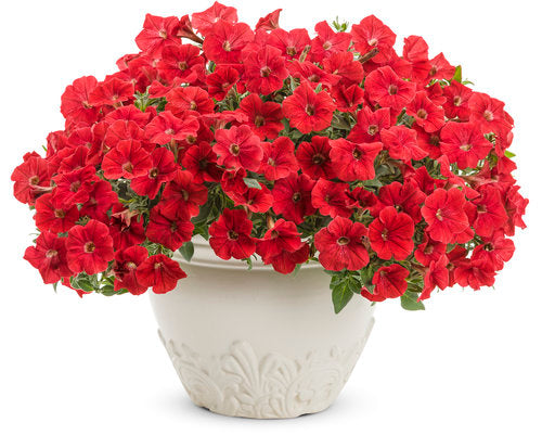 Red Flower Pot Flower Seeds for Planting – Vibrant Colors Heirloom Non-GMO, High Germination Organic Garden Seeds
