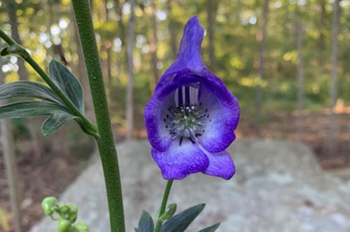 Wolfsbane Flower Seeds for Planting – Heirloom Non-GMO, High Germination Organic Garden Seeds