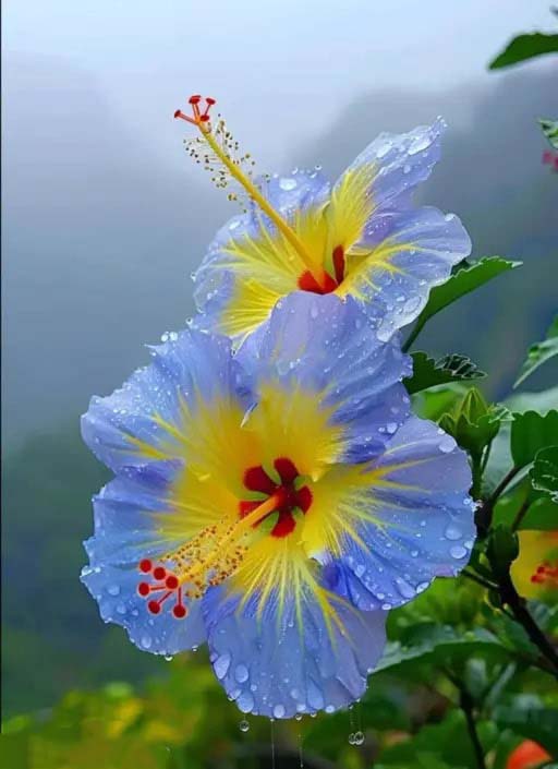 Yellow Blue Hibiscus Flower Seeds for Planting – Heirloom, Non-GMO, Drought Tolerant, High Germination
