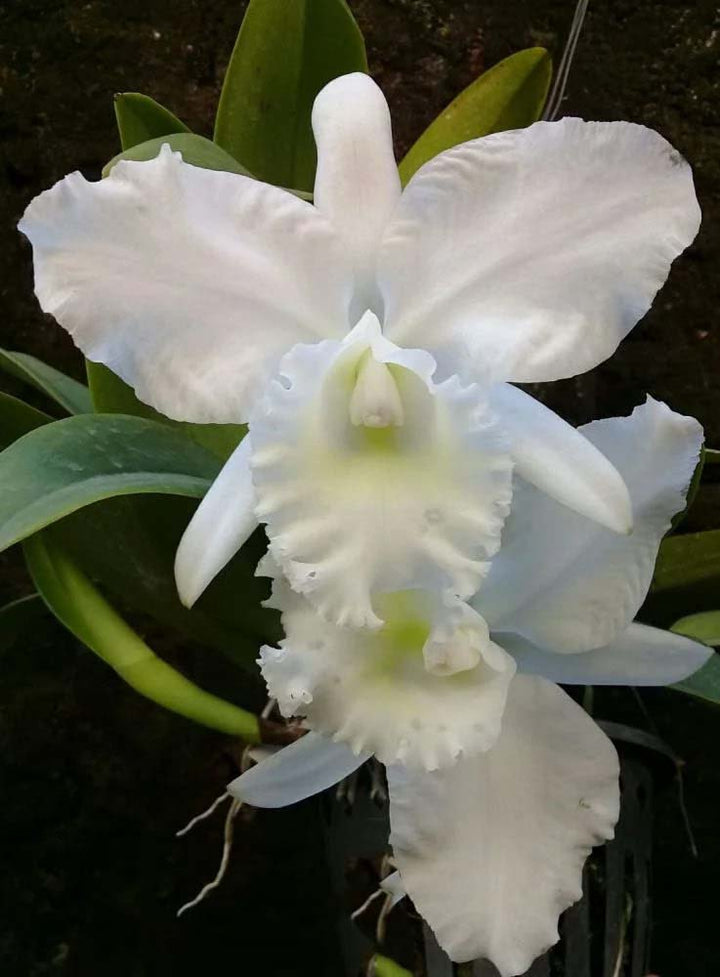 White Cattleya Flower Seeds for Planting – Heirloom, Non-GMO, Hardy High Germination Seeds