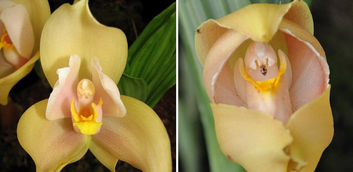 Cream Eggs Baby Orchid Flower Seeds for Planting – Heirloom, Non-GMO, Easy to Grow Organic Garden Seeds