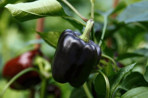 Heirloom Non-GMO Black Bell Pepper Seeds for Planting – Rare Sweet Vegetable Garden Seeds