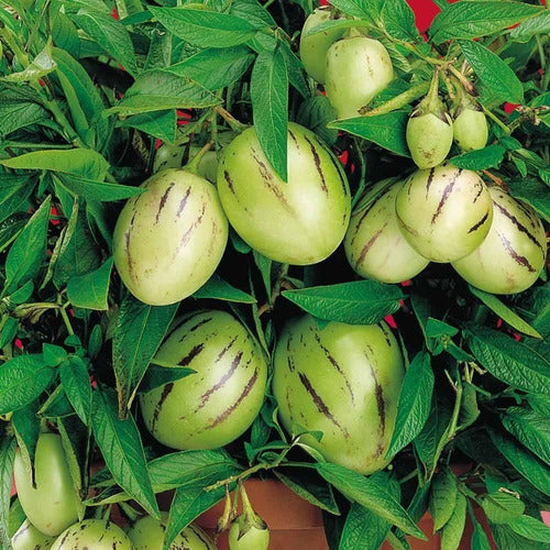 White-Purple Pepino Dulce Melon fruit seeds for planting - Heirloom & Non-GMO garden seeds for home growing