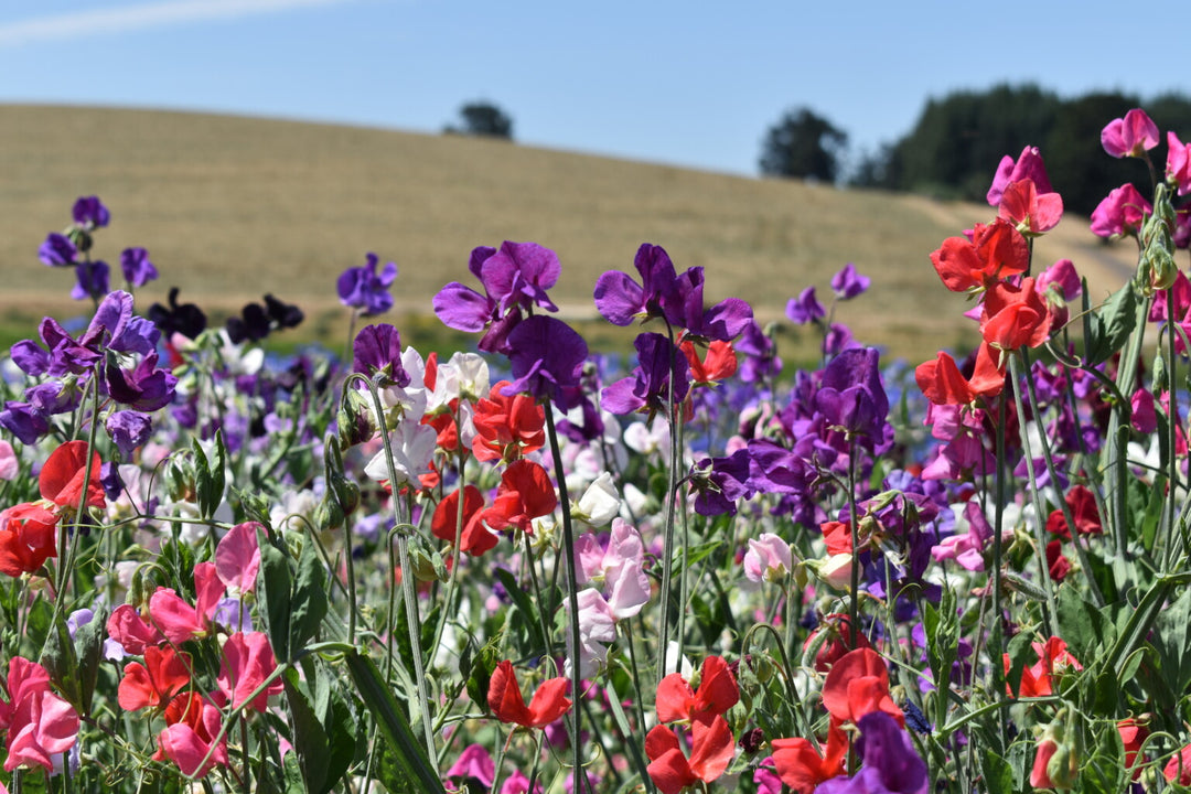 Sweet Pea Knee Flower Seeds for Planting – Heirloom Non-GMO, High Germination Organic Garden Seeds