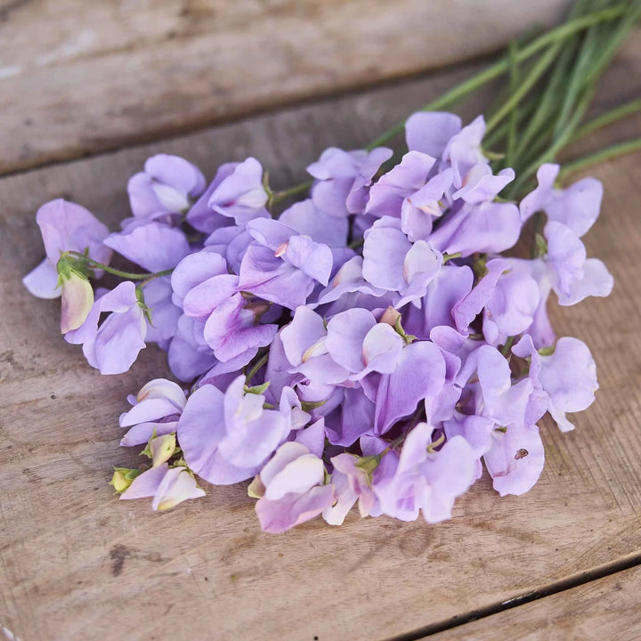 Lavender Sweet Pea Flower Seeds for Planting – Heirloom, Non-GMO, Wildflower Mix Organic Garden Seeds