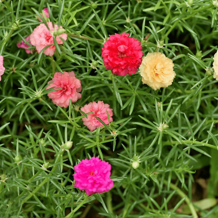 Mixed Color Moss Rose Flower Seeds for Planting – Heirloom Non-GMO Organic Garden Seeds, High Germination