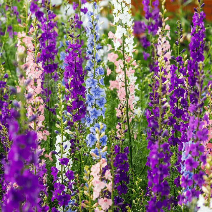Rocket Larkspur Flower Seeds for Planting – Heirloom Non-GMO, High Germination Organic Garden Seeds