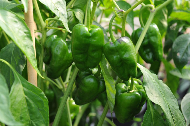 Green Padron Pepper Seeds for Planting – Heirloom & Non-GMO Garden Seeds
