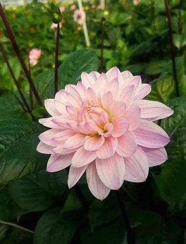 Pale Rose Dahlia Flower Seeds for Planting – Heirloom, Non-GMO, High Germination Organic Garden Seeds