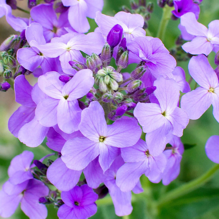 Hesperis Flower Seeds for Planting – Heirloom Non-GMO, High Germination Organic Garden Seeds for Home Garden