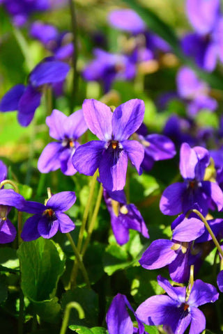 Flower Seeds, Seeds,Seeds For Planting,Plant Seeds
