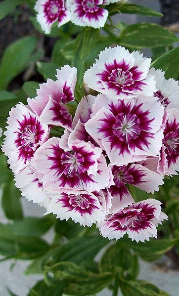Carnation Dianthus Flower Seeds for Planting Cream – Fragrant Blossoms, Heirloom, Non-GMO, High Germination Organic Garden Seeds