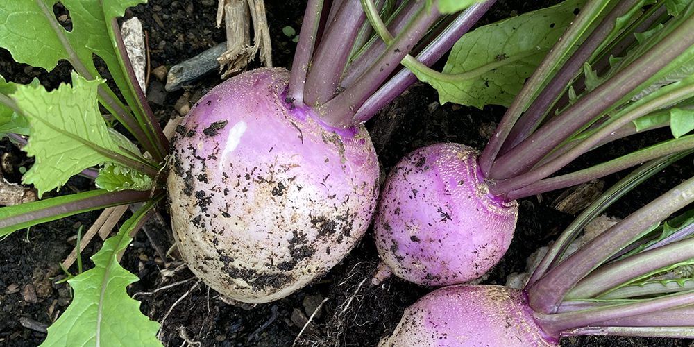 Turnip Shogoin Garden Seeds for Planting – Heirloom, Non-GMO, Organic Garden Seeds – High Germination, Dual-Purpose Roots & Greens