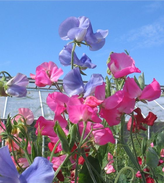 Sweet Pea Knee Flower Seeds for Planting – Heirloom Non-GMO, High Germination Organic Garden Seeds