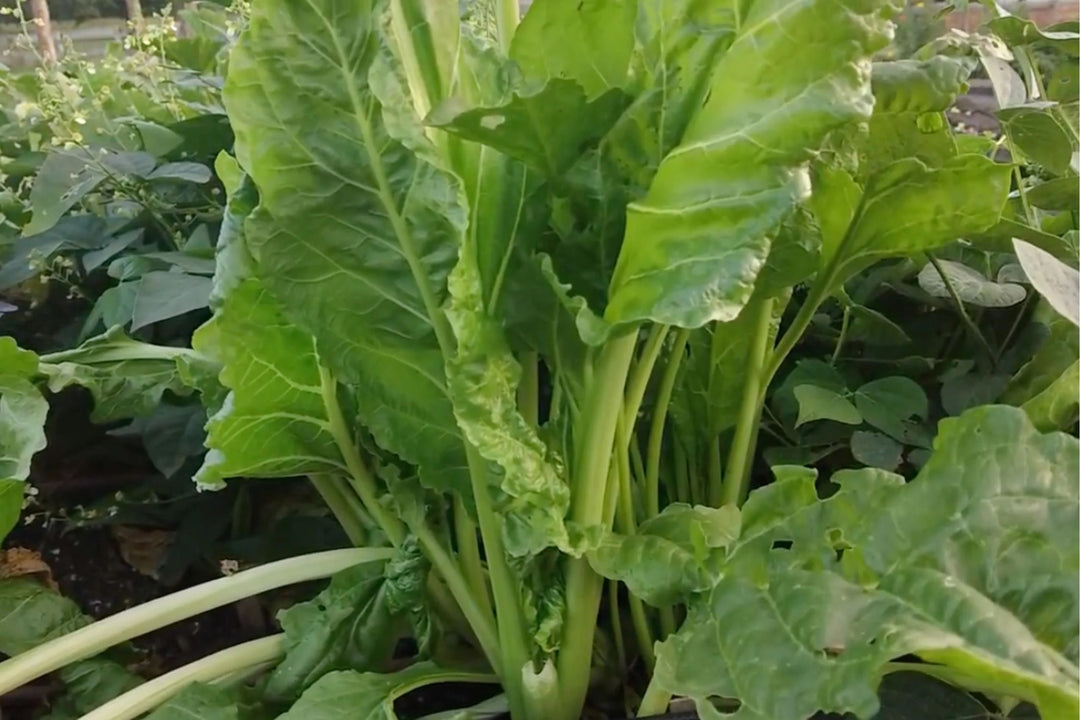 Green Swiss Chard Seeds for Planting – Heirloom Non-GMO Leafy Vegetable Seeds with High Germination for Organic Garden Growing