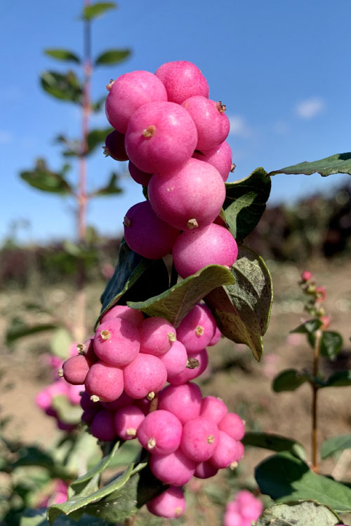 Coralberry Flower Seeds for Planting – Heirloom, Non-GMO, High Germination Organic Garden Seeds
